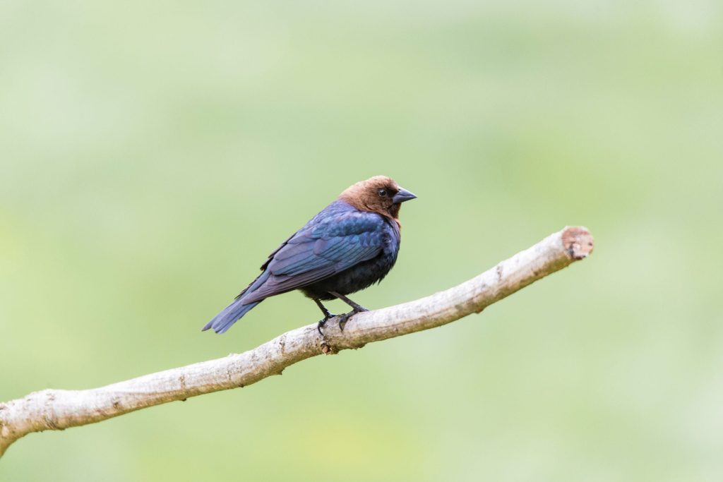 Bird perched on a branch.