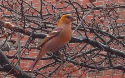 Sing for Joy