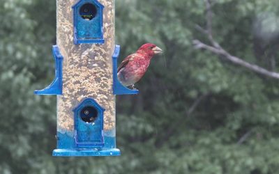 Empty Feeders