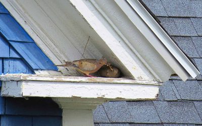 The Zen of Nest Maintenance