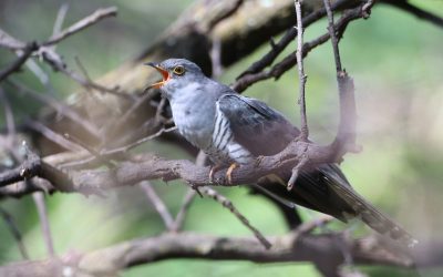 Silence of the Cuckoo