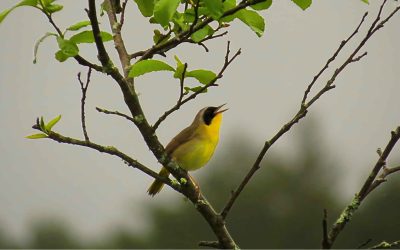 How Can I Keep from Singing?